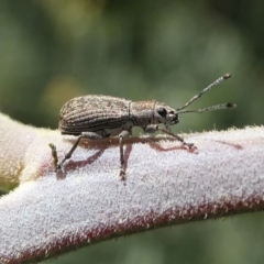 Titinia tenuis (Titinia weevil) at Red Hill Nature Reserve - 27 Mar 2020 by HarveyPerkins