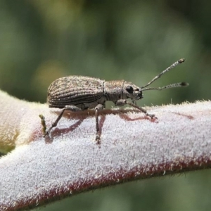 Titinia tenuis at Red Hill, ACT - 28 Mar 2020