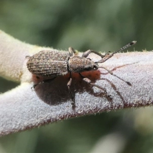 Titinia tenuis at Red Hill, ACT - 28 Mar 2020 09:45 AM