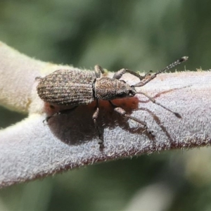 Titinia tenuis at Red Hill, ACT - 28 Mar 2020