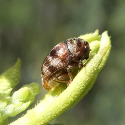Elaphodes sp. (genus) (Leaf beetle) at Red Hill, ACT - 27 Mar 2020 by HarveyPerkins