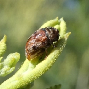 Elaphodes sp. (genus) at Red Hill, ACT - 28 Mar 2020