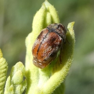 Elaphodes sp. (genus) at Red Hill, ACT - 28 Mar 2020