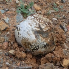 Pisolithus marmoratus (Horse Dung Fungus) at Deakin, ACT - 28 Mar 2020 by HarveyPerkins