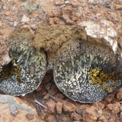 Pisolithus marmoratus at Deakin, ACT - 28 Mar 2020