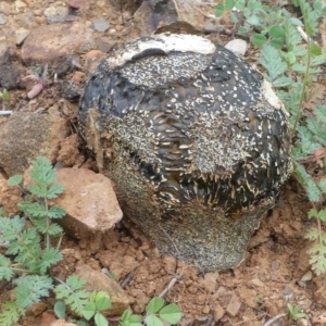 Pisolithus marmoratus at Deakin, ACT - 28 Mar 2020