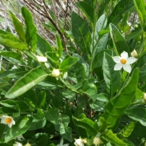 Solanum pseudocapsicum at Isaacs, ACT - 27 Mar 2020