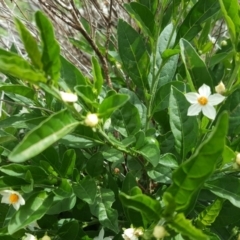 Solanum pseudocapsicum (Jerusalem Cherry, Madeira Cherry) at Isaacs Ridge and Nearby - 27 Mar 2020 by Mike