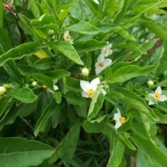 Solanum pseudocapsicum at Isaacs, ACT - 27 Mar 2020