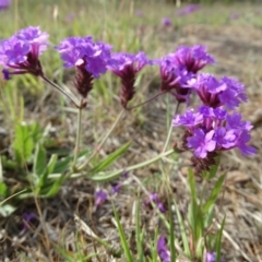 Verbena rigida (Veined Verbena) at Wingecarribee Local Government Area - 21 Nov 2017 by JanHartog