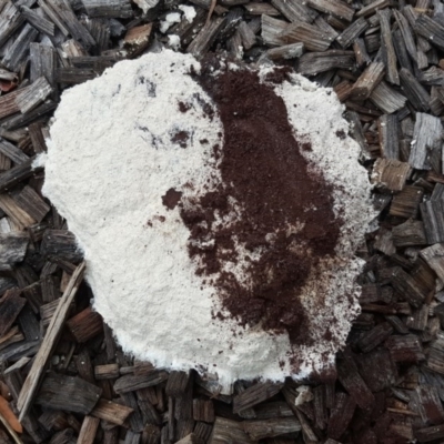 Fuligo septica (Scrambled egg slime) at Isaacs, ACT - 25 Mar 2020 by Mike