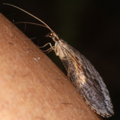 Stenosmylus stenopterus (An Osmylid Lacewing) at Mount Ainslie - 28 Mar 2020 by jb2602