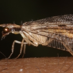 Stenosmylus stenopterus at Majura, ACT - 28 Mar 2020