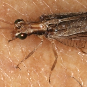 Stenosmylus stenopterus at Majura, ACT - 28 Mar 2020