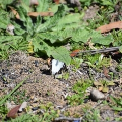 Belenois java (Caper White) at Mount Clear, ACT - 23 Mar 2020 by Sherwood