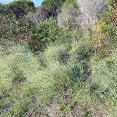 Eragrostis curvula (African Lovegrass) at North Tura Coastal Reserve - 25 Mar 2020 by dcnicholls