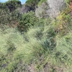 Eragrostis curvula (African Lovegrass) at Tura Beach, NSW - 25 Mar 2020 by dcnicholls