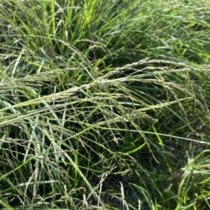 Eragrostis curvula at Tura Beach, NSW - 25 Mar 2020