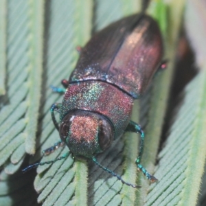 Melobasis sordida at Denman Prospect, ACT - 26 Mar 2020 08:20 PM