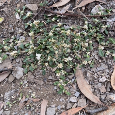 Alternanthera sp. A Flora of NSW (M. Gray 5187) J. Palmer at Aranda Bushland - 28 Mar 2020 by rhyshardy