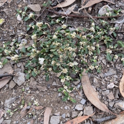 Alternanthera sp. A Flora of NSW (M. Gray 5187) J. Palmer at Cook, ACT - 28 Mar 2020 by rhyshardy