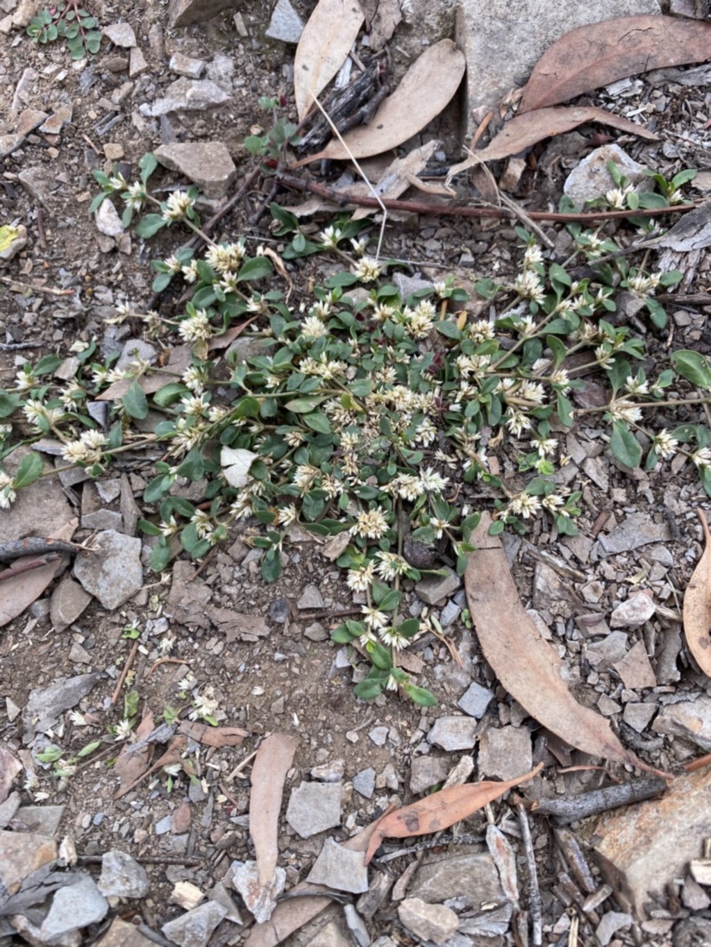 Alternanthera sp. A Flora of NSW (M. Gray 5187) J. Palmer at Cook, ACT - 28 Mar 2020