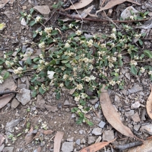 Alternanthera sp. A Flora of NSW (M. Gray 5187) J. Palmer at Cook, ACT - 28 Mar 2020