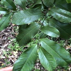 Eupomatia laurina (bolwarra) at Wattamolla, NSW - 28 Mar 2020 by WattaWanderer