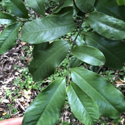 Eupomatia laurina (bolwarra) at Wattamolla, NSW - 28 Mar 2020 by WattaWanderer