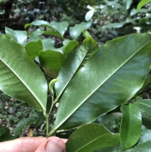 Eupomatia laurina at Wattamolla, NSW - 28 Mar 2020