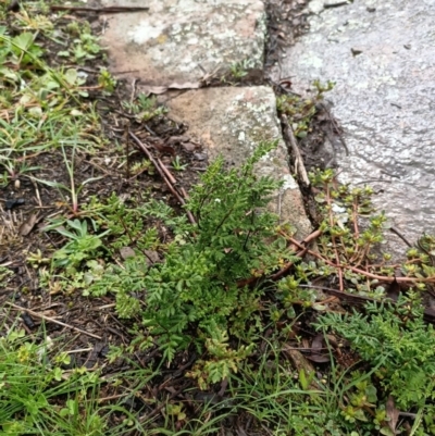 Cheilanthes sieberi (Rock Fern) at Mittagong, NSW - 28 Mar 2020 by Gizmo