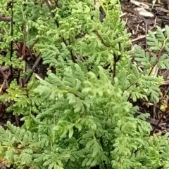 Cheilanthes sieberi at Mittagong, NSW - 28 Mar 2020 11:13 PM