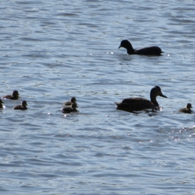 Anas superciliosa (Pacific Black Duck) at Dunlop, ACT - 28 Mar 2020 by Christine