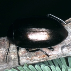 Chalcopteroides spectabilis (Rainbow darkling beetle) at Majura, ACT - 28 Mar 2020 by jb2602