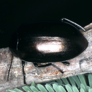 Chalcopteroides spectabilis at Majura, ACT - 28 Mar 2020 04:05 PM