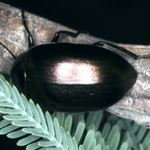 Chalcopteroides spectabilis at Majura, ACT - 28 Mar 2020