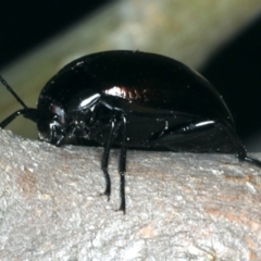 Chalcopteroides spectabilis at Majura, ACT - 28 Mar 2020