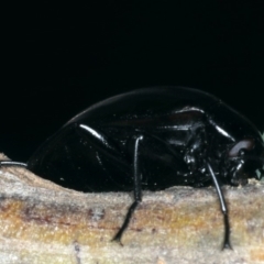 Chalcopteroides spectabilis at Majura, ACT - 28 Mar 2020