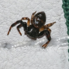 Thomisidae (family) (Unidentified Crab spider or Flower spider) at Googong, NSW - 28 Mar 2020 by WHall