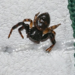 Thomisidae (family) at Googong, NSW - 28 Mar 2020