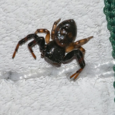 Thomisidae (family) (Unidentified Crab spider or Flower spider) at Googong, NSW - 28 Mar 2020 by WHall