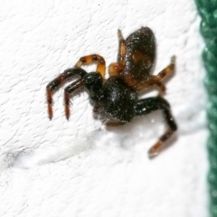 Thomisidae (family) at Googong, NSW - 28 Mar 2020 03:31 PM