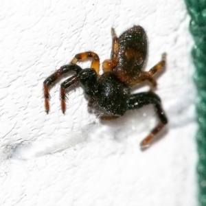 Thomisidae (family) at Googong, NSW - 28 Mar 2020 03:31 PM