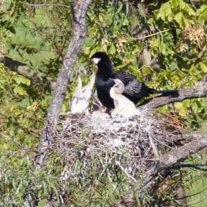 Anhinga novaehollandiae at Bega, NSW - 29 Mar 2020