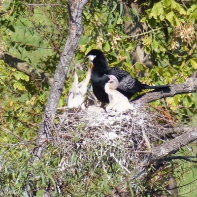 Anhinga novaehollandiae (Australasian Darter) at Bega, NSW - 28 Mar 2020 by MatthewHiggins