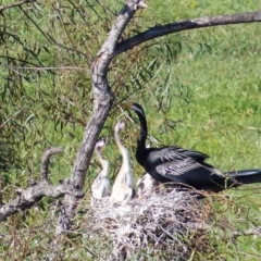 Anhinga novaehollandiae at Bega, NSW - 29 Mar 2020