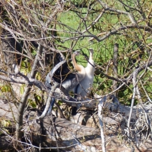 Anhinga novaehollandiae at Bega, NSW - 29 Mar 2020 10:18 AM