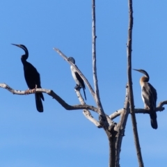 Anhinga novaehollandiae (Australasian Darter) at Bega, NSW - 29 Mar 2020 by MatthewHiggins