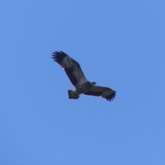 Haliaeetus leucogaster (White-bellied Sea-Eagle) at Bega, NSW - 29 Mar 2020 by MatthewHiggins