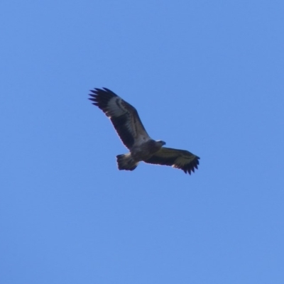 Haliaeetus leucogaster (White-bellied Sea-Eagle) at Bega, NSW - 29 Mar 2020 by MatthewHiggins